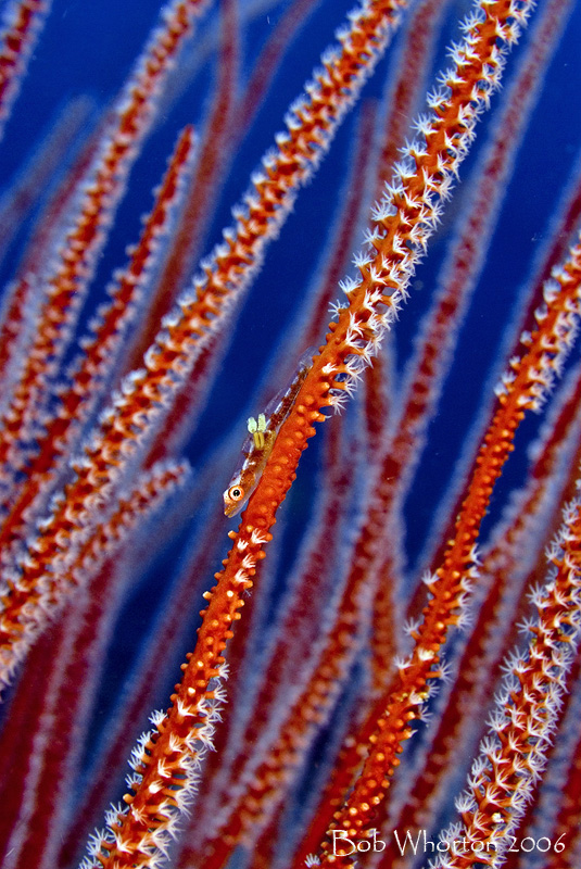 Goby with parasites on whips