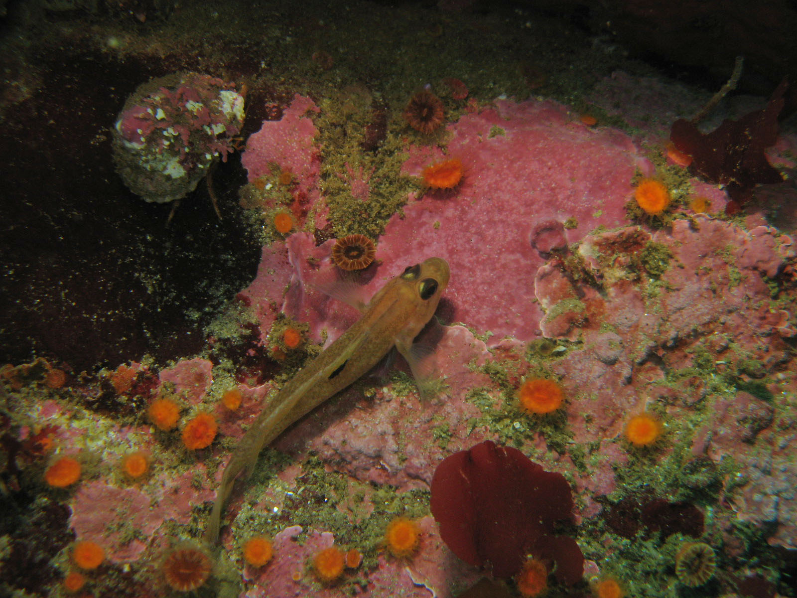 Goby with some strawberry anemone