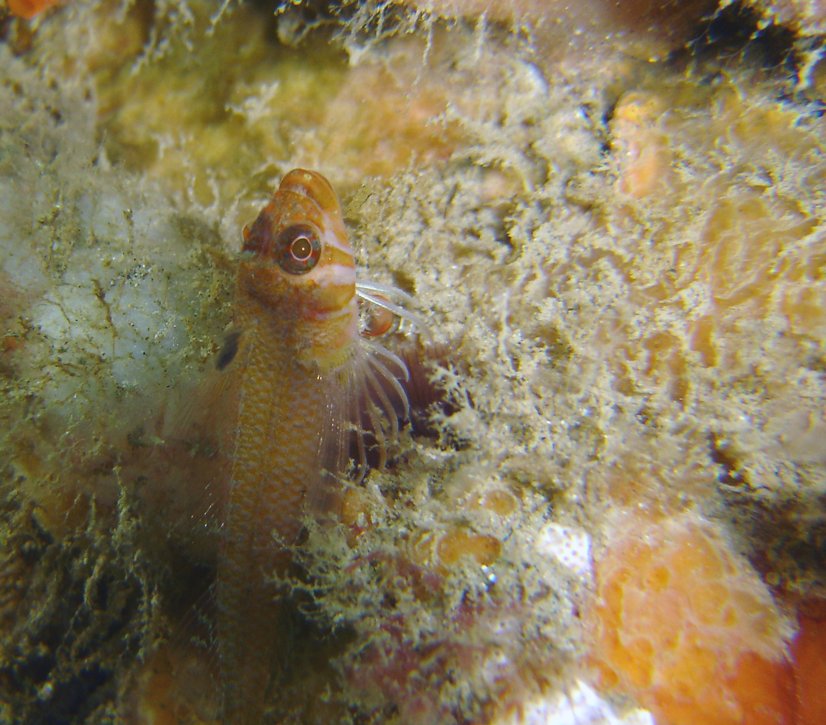 Goby