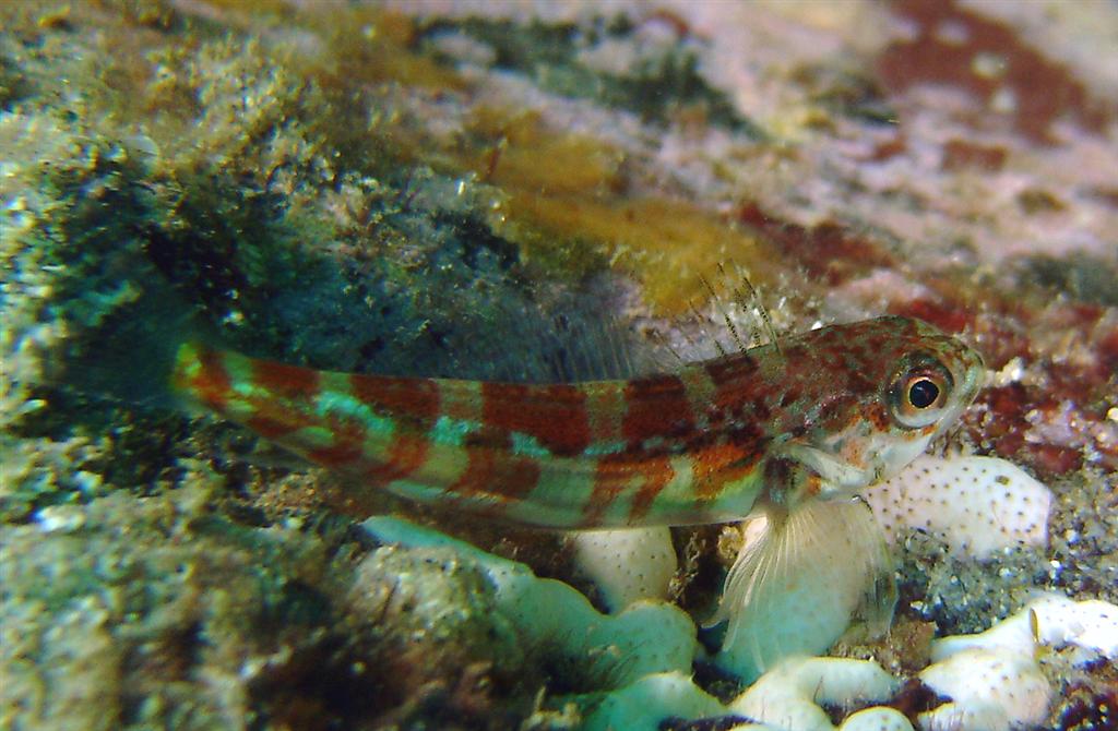 Goby