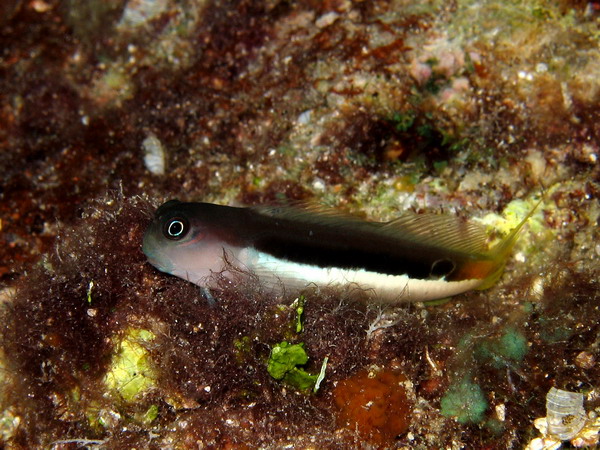 Goby