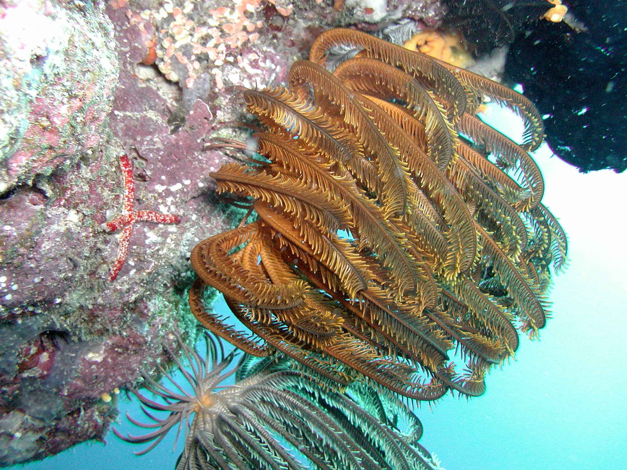 Gold Crinoid