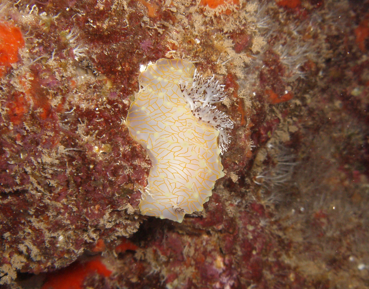 Gold Lace Nudi