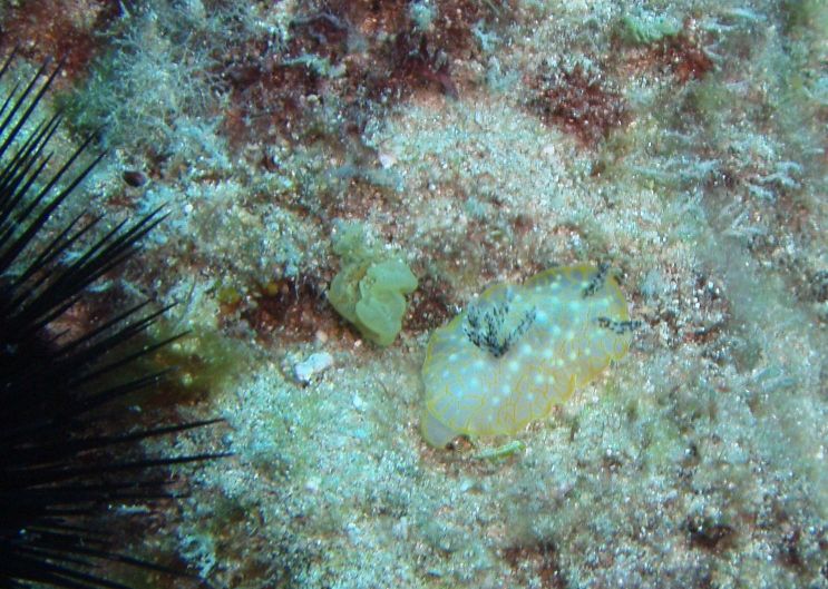 gold lace nudi