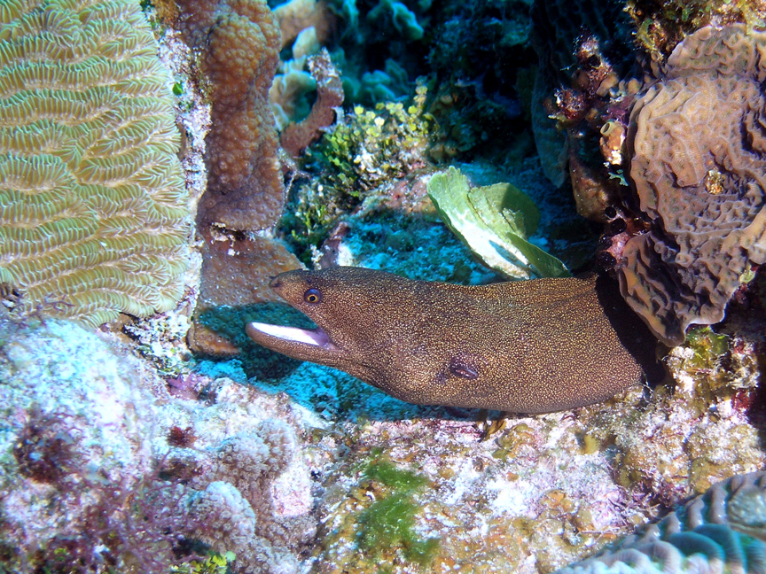 Gold Spotted Eel