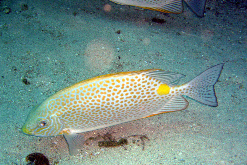 Gold-Spotted Sweetlips