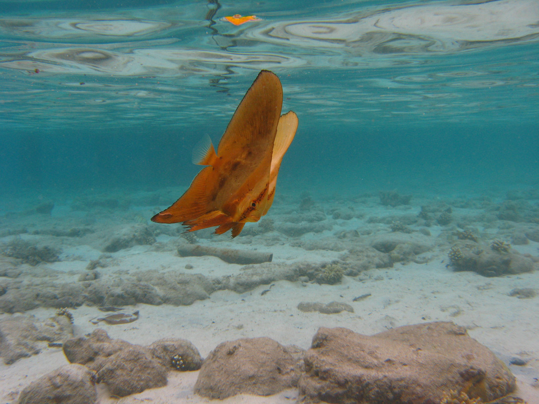 goldbatfish