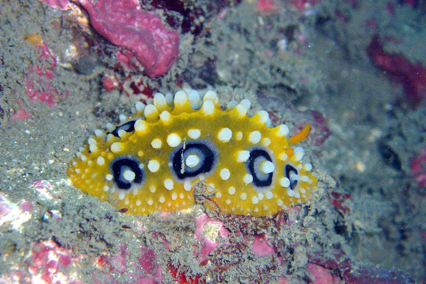 Golden, Black, and White Nudibranch