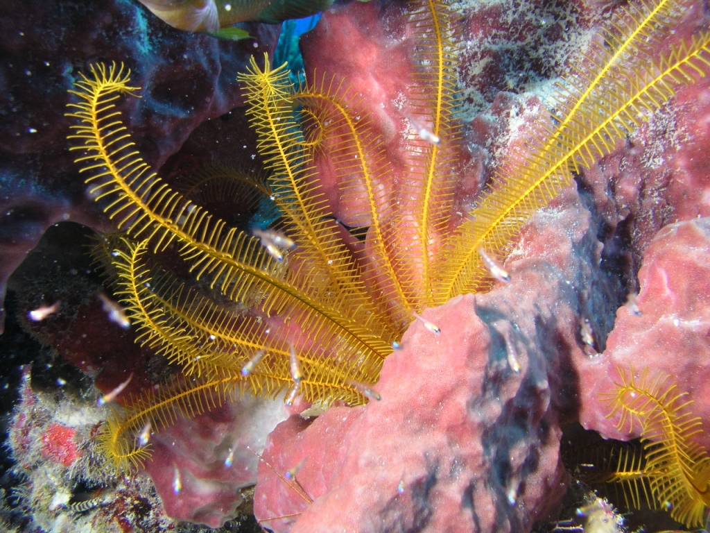 Golden Crinoid (Feather Star)