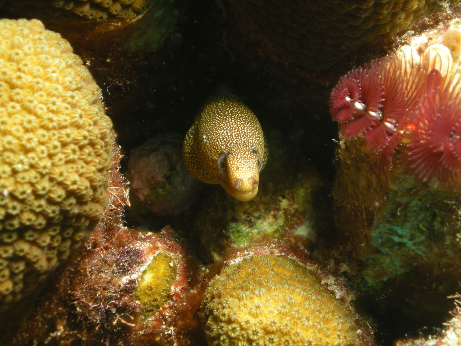 Golden Moray