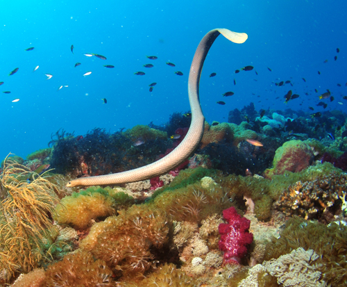 golden sea snake