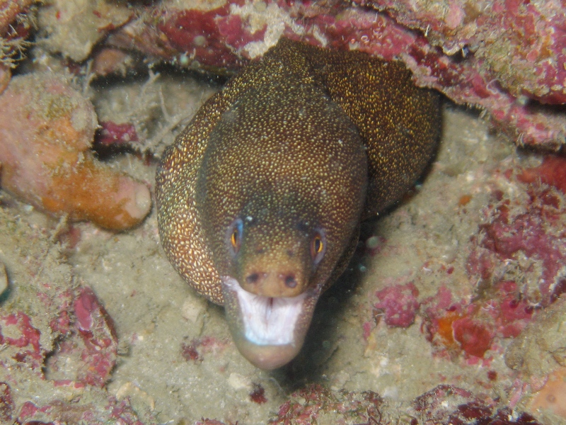 Golden Tail Moray Eel