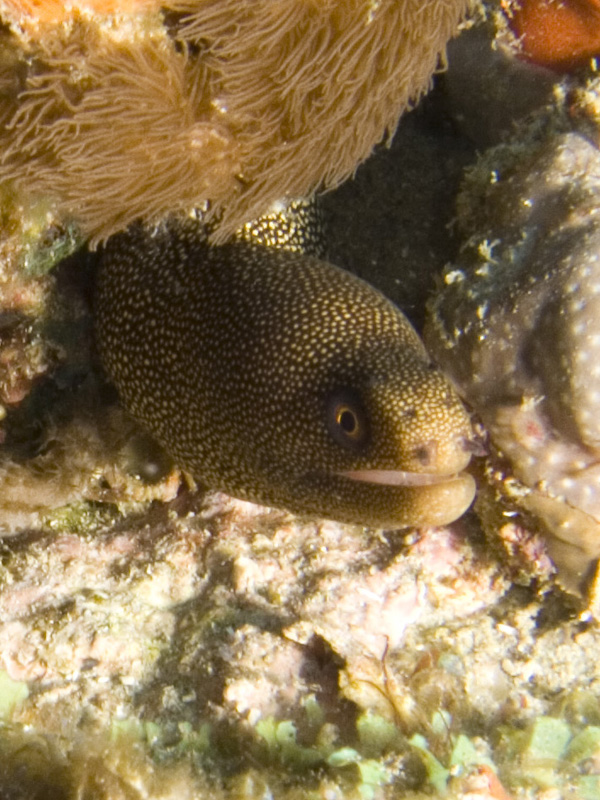 Golden Tail Moray Eel