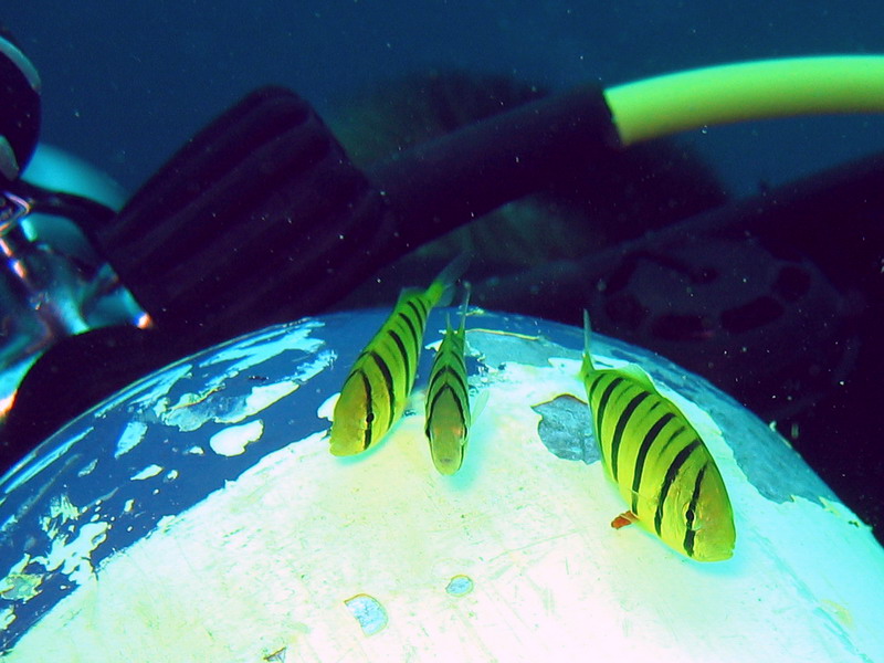 Golden Trevally ~ Followed me around the whole dive!