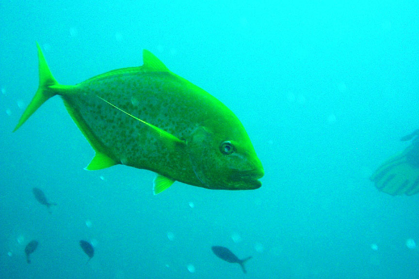 Golden Trevally