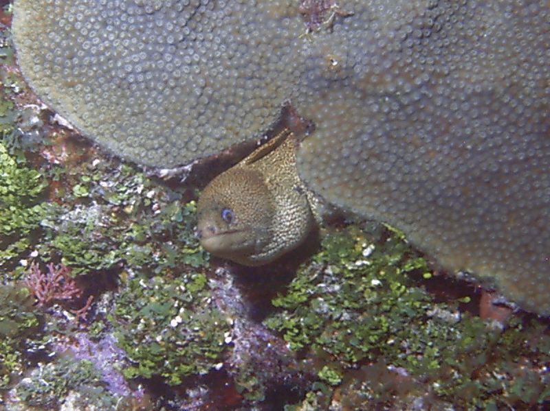 Golden_Spotted_Moray