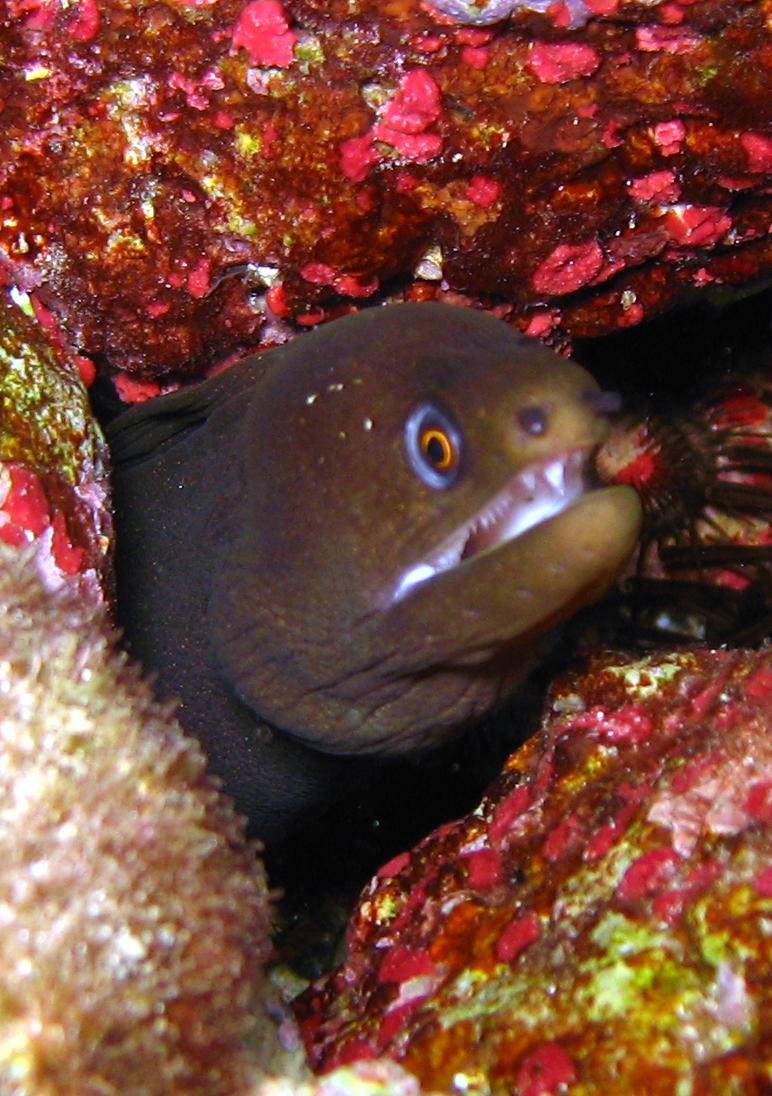 golden_tail_moray