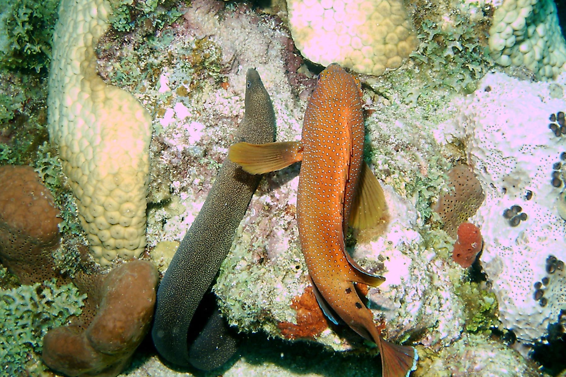 Goldentail Moray and Coney