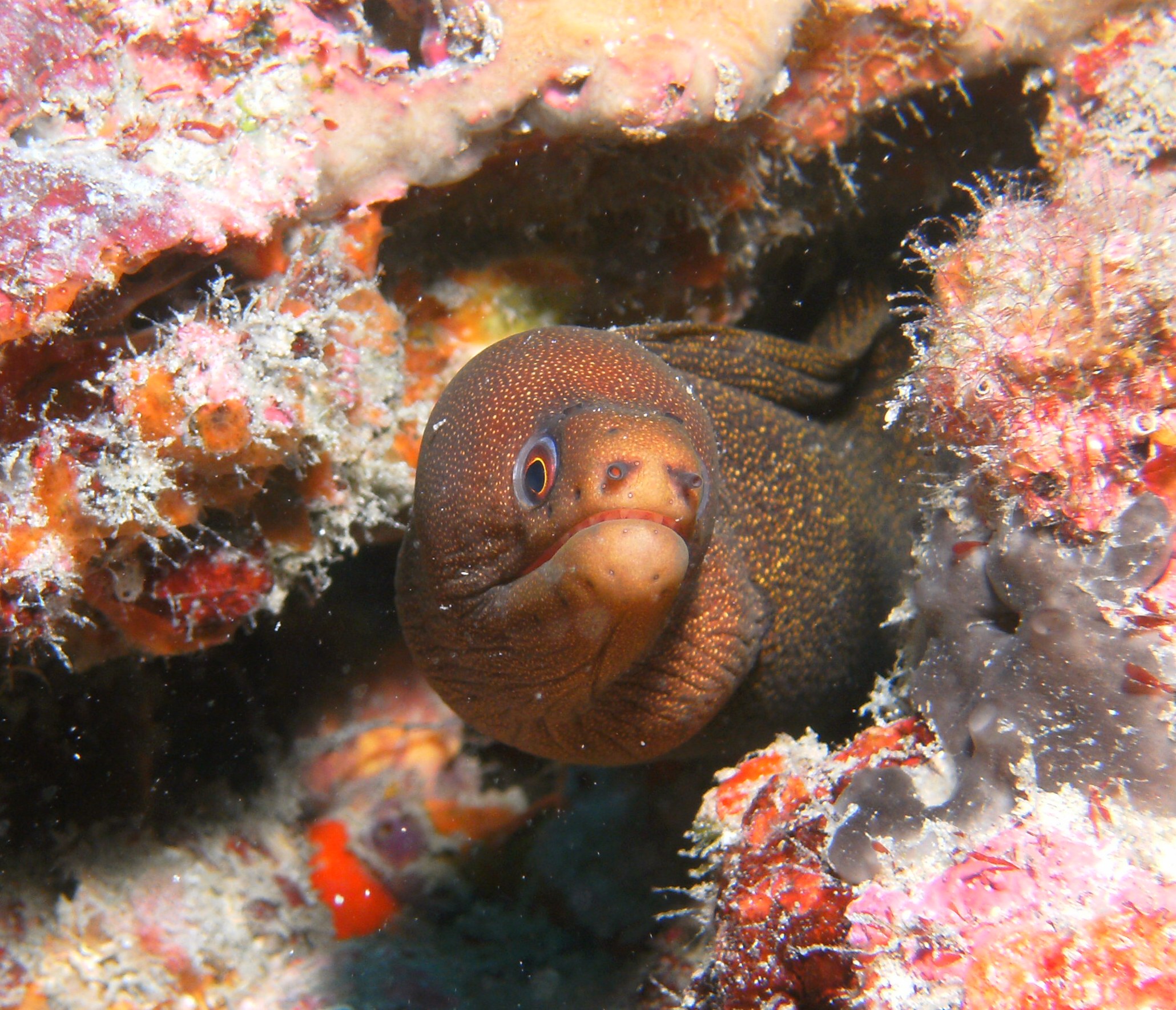 goldentail moray while out with jupiter dive center