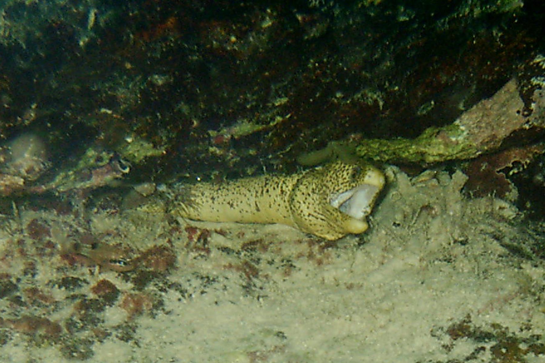 Goldentail Moray (Yellow Variant)