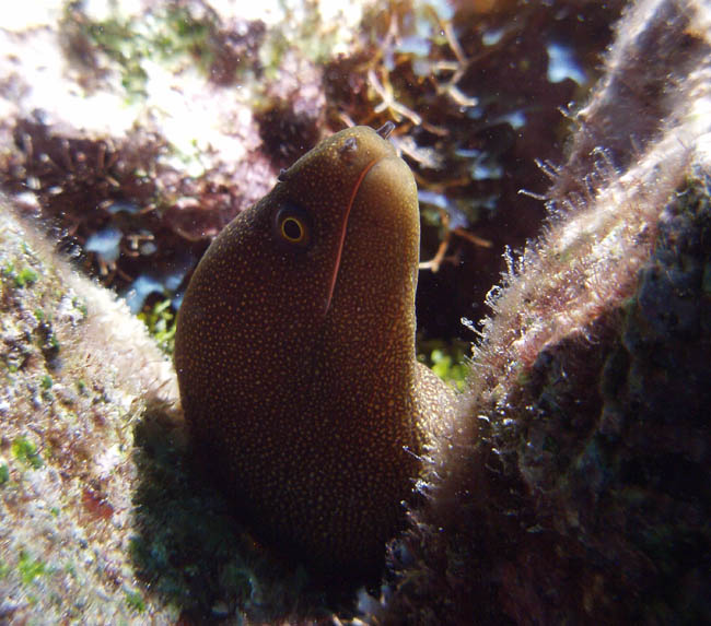 Goldentail moray