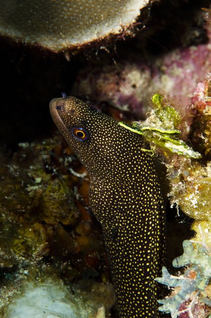 Goldentail Moray