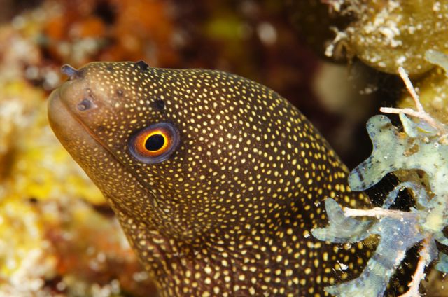 Goldentail Moray