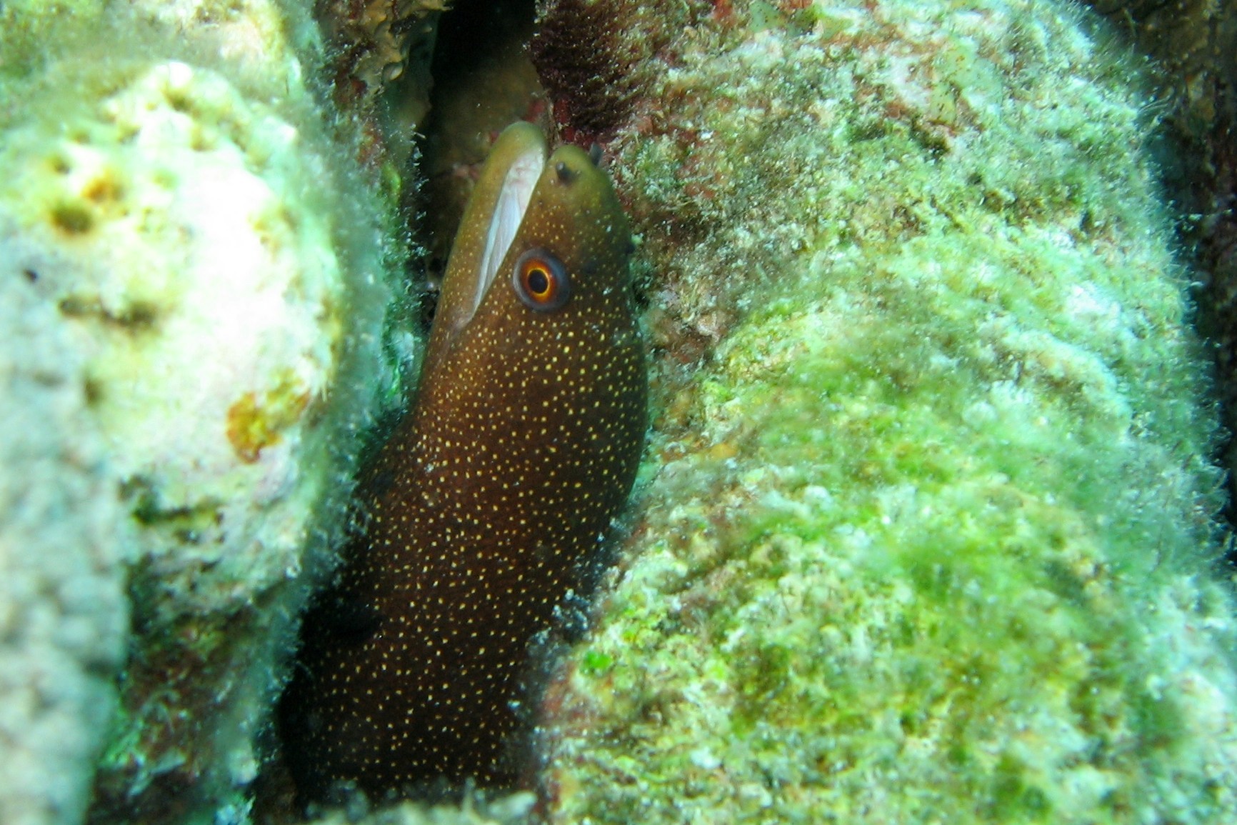 Goldentail Moray