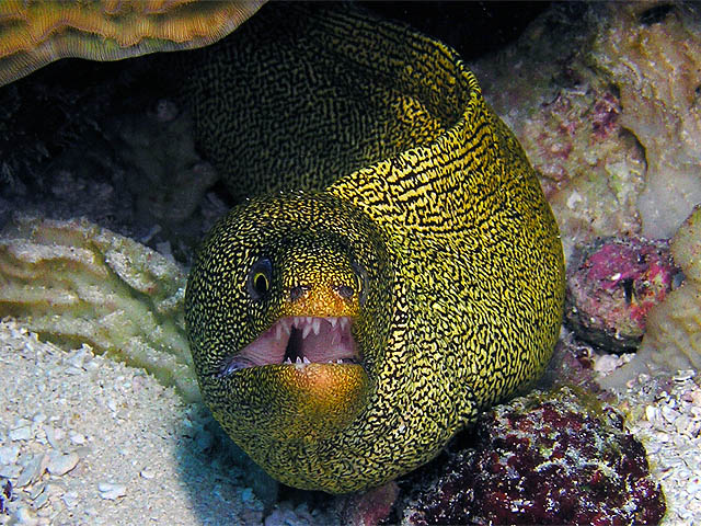 Goldentail moray