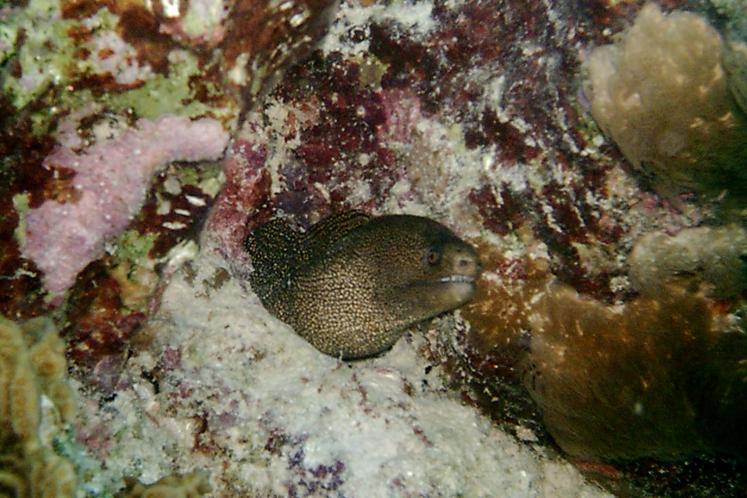 Goldentail Moray