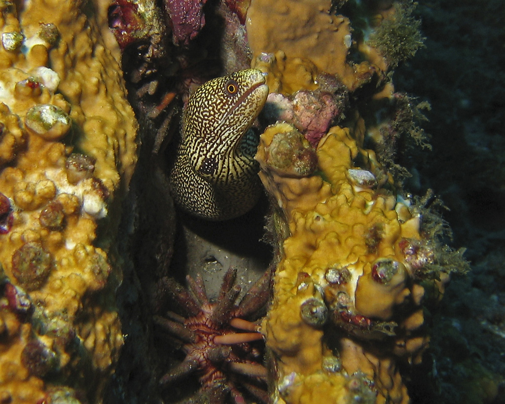 Goldentail Moray