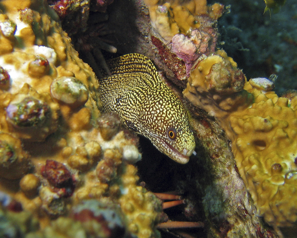 Goldentail Moray