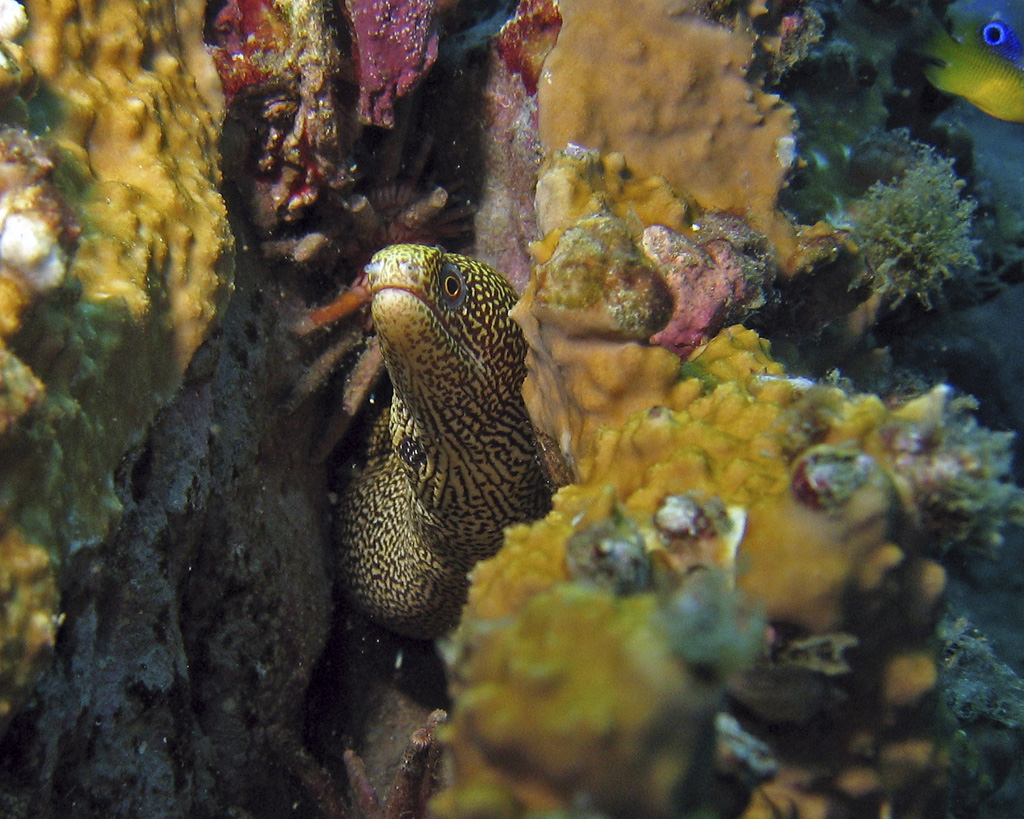 Goldentail Moray