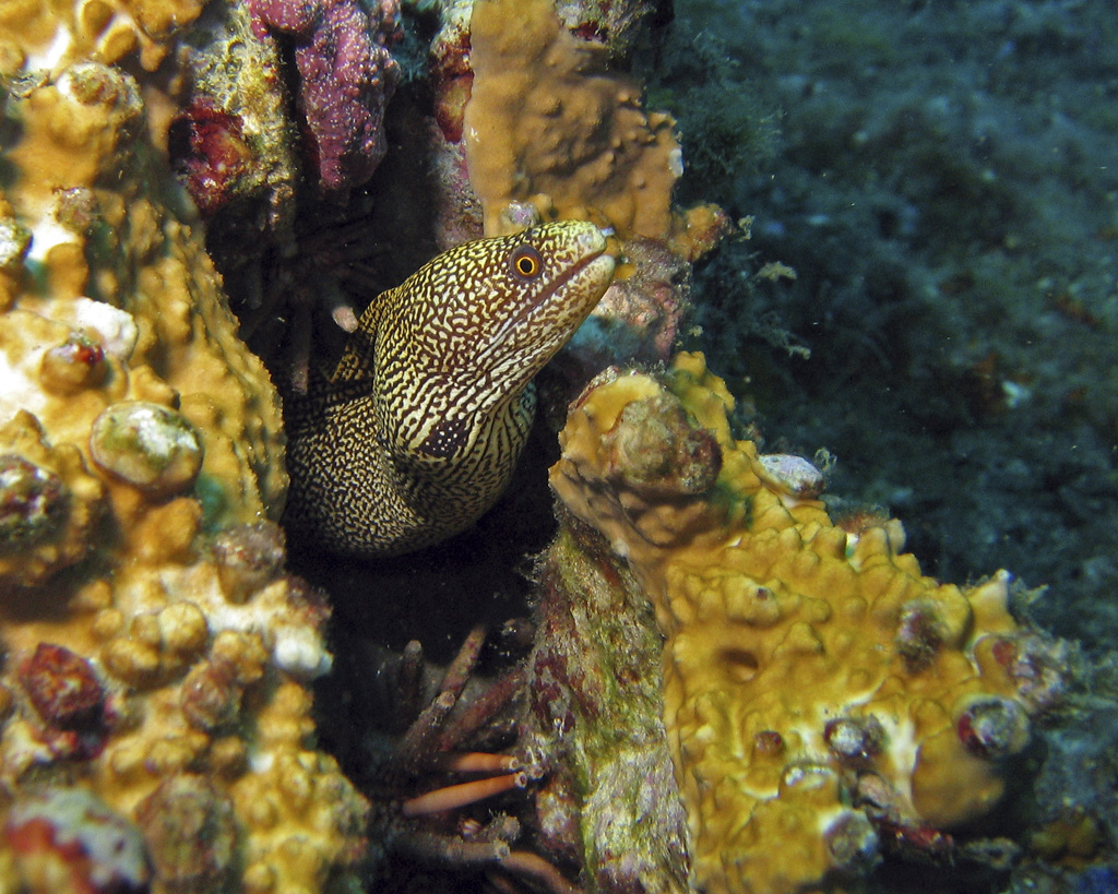 Goldentail Moray