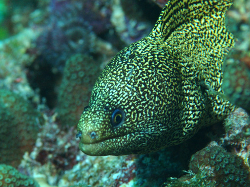 goldentail_moray