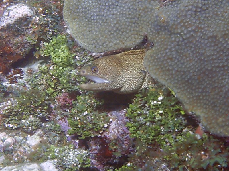 Goldentail_Moray