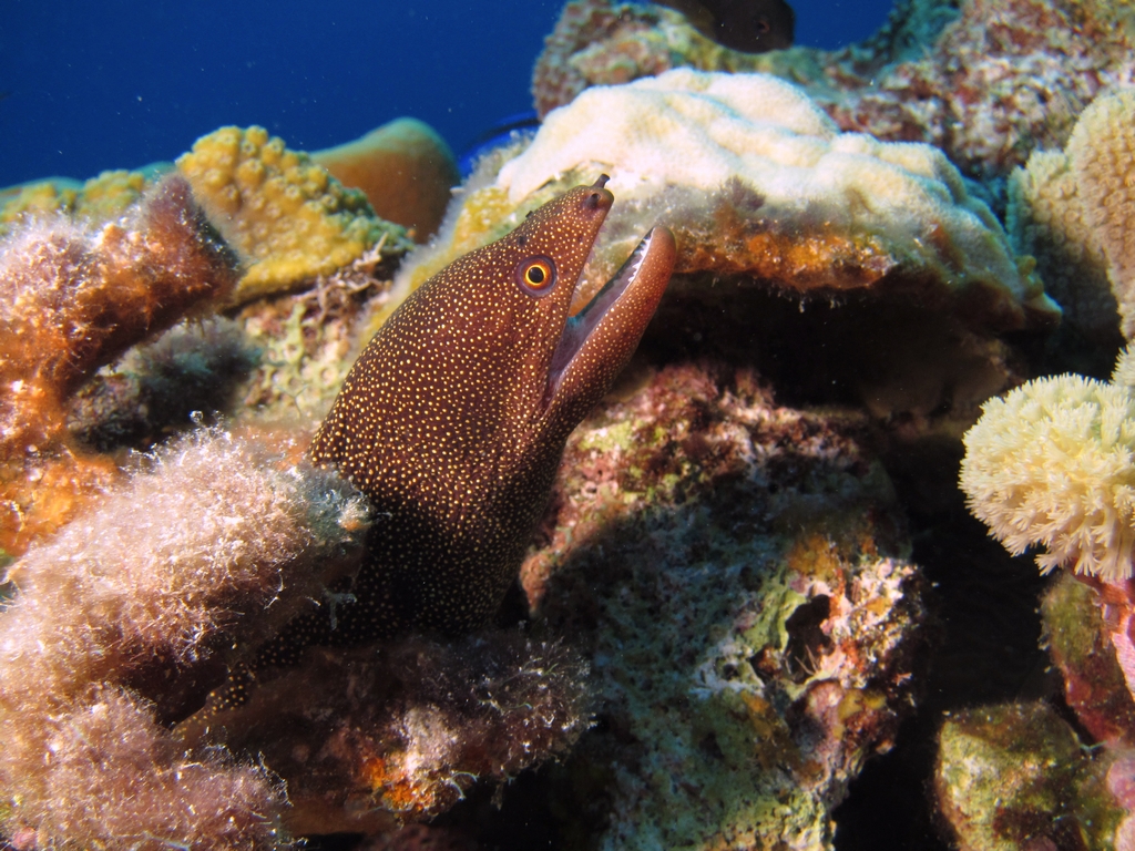 Goldentail_Moray3