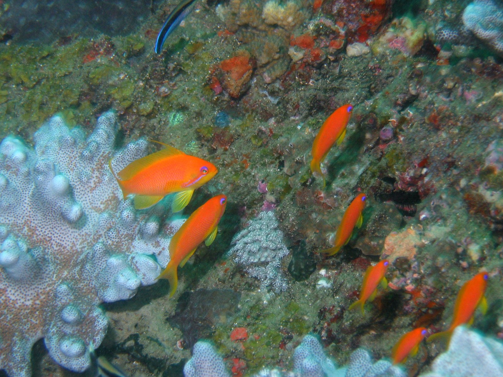 Goldies (Male top left)