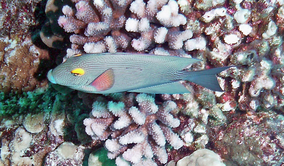 Goldring Surgeonfish - kole