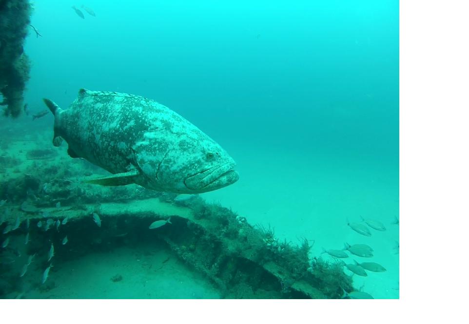 goliath grouper amaryllis and mizpah