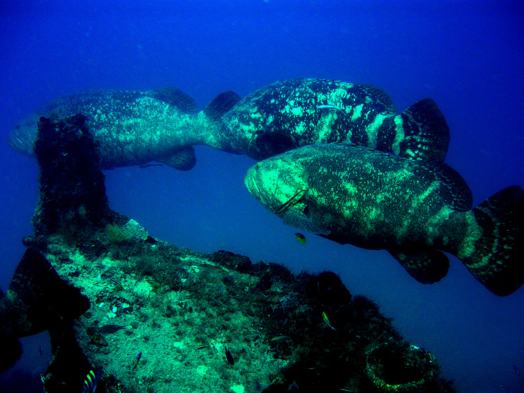 Goliath Grouper at the Mizpah