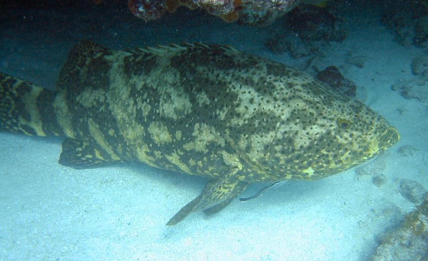 Goliath Grouper (Jewfish)