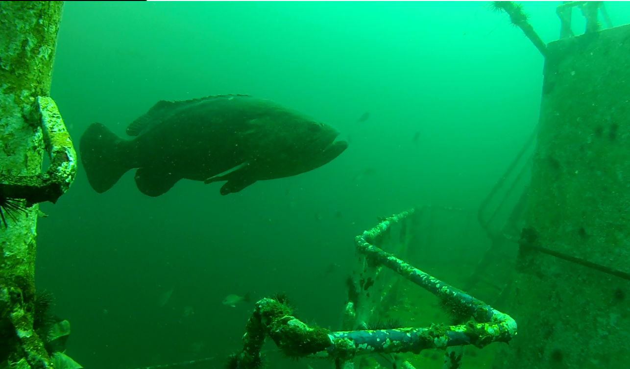 Goliath Grouper Near Flag On Lulu June 11 2016