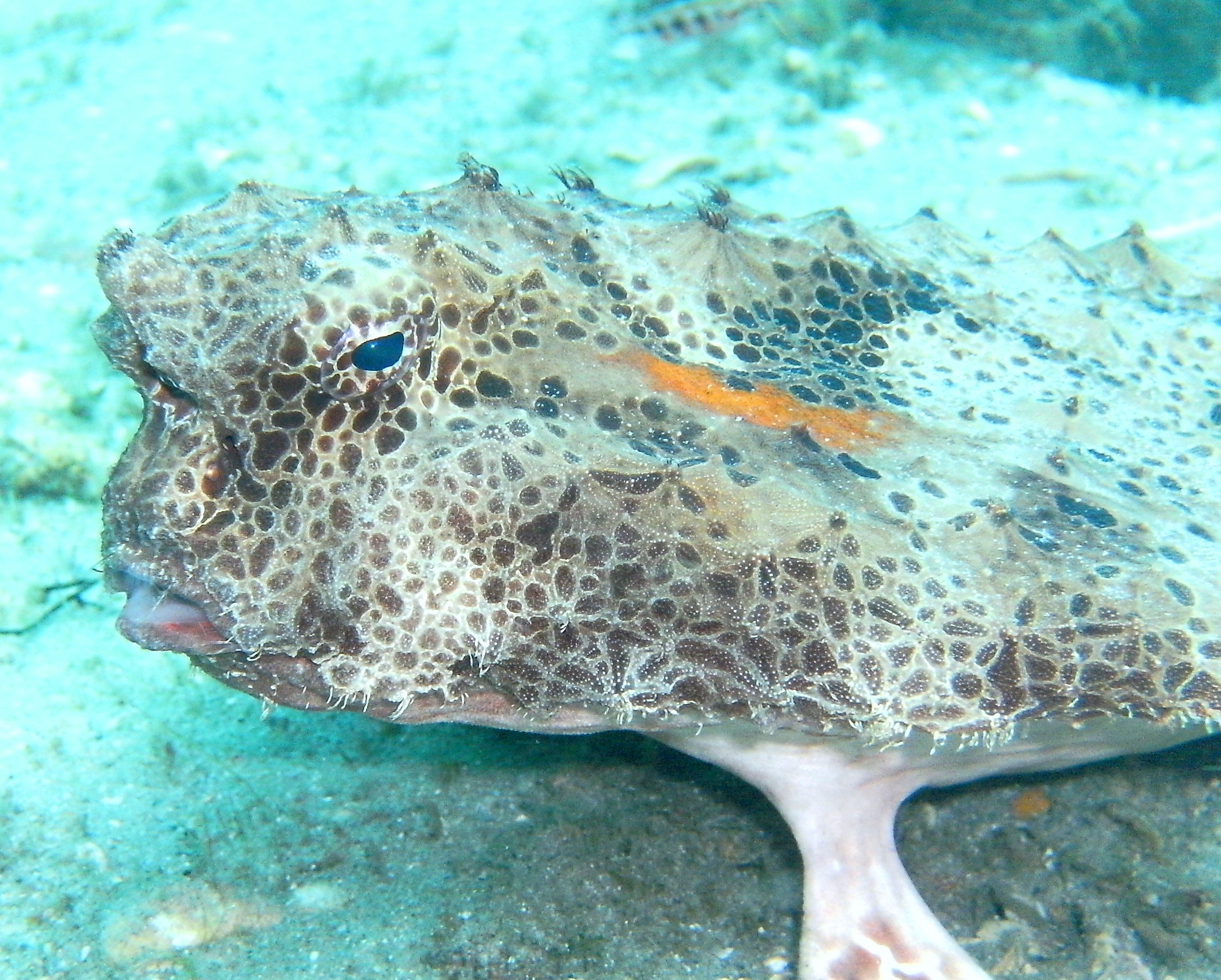 goliath grouper near the mizpah in west palm beach