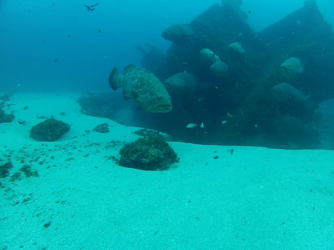 goliath grouper on zion aug 2012