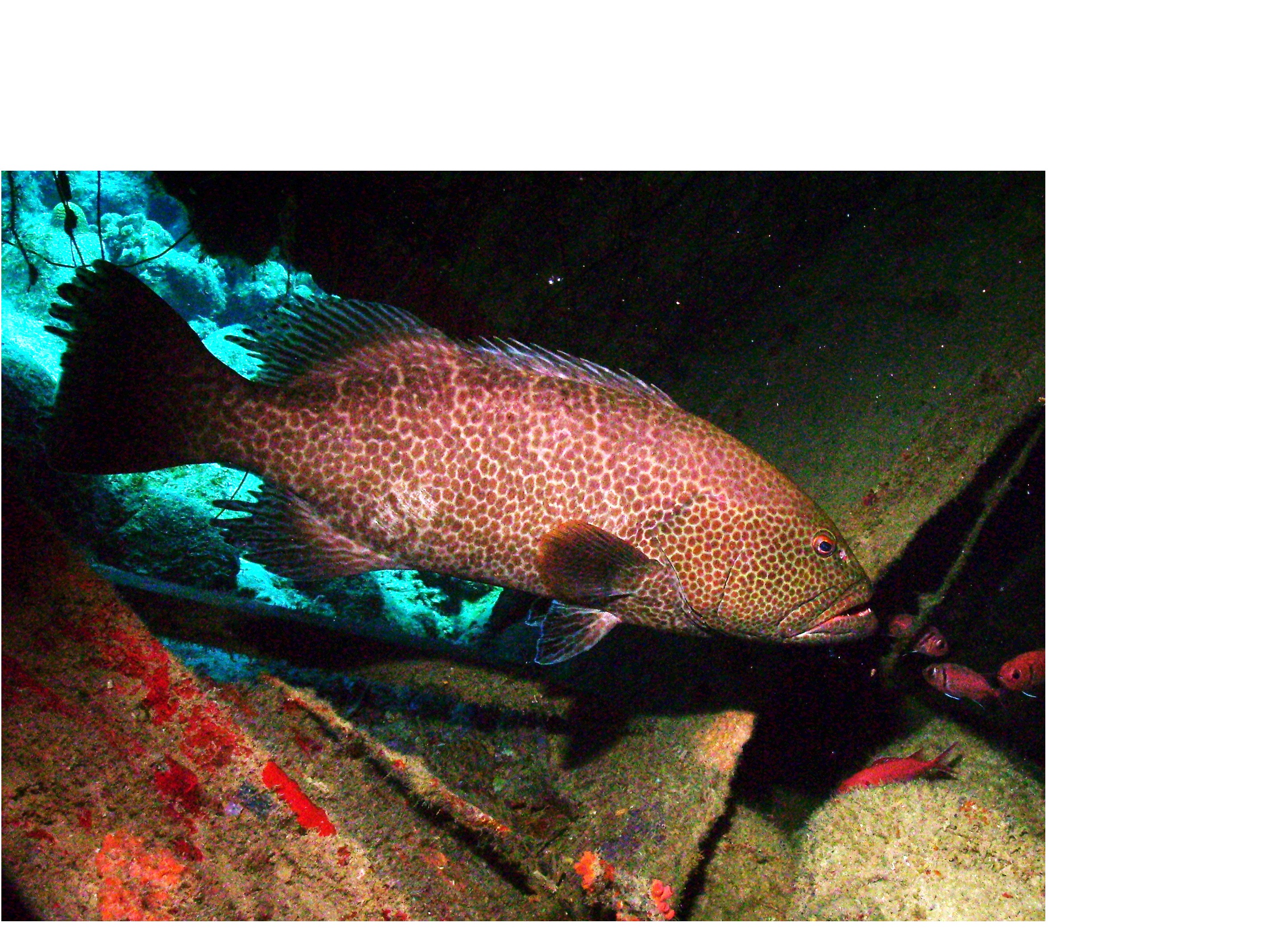 Goliath Grouper