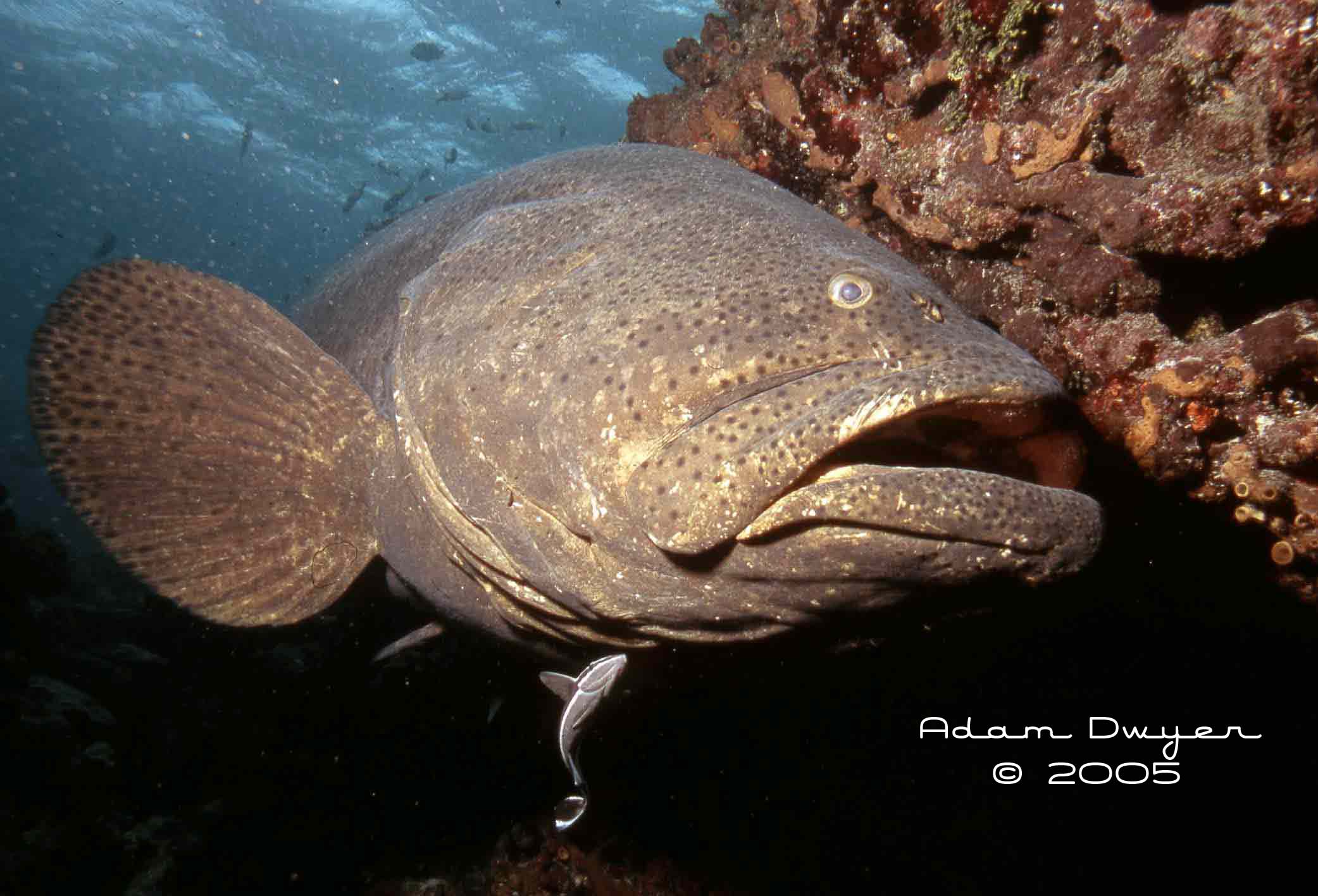 Goliath Grouper