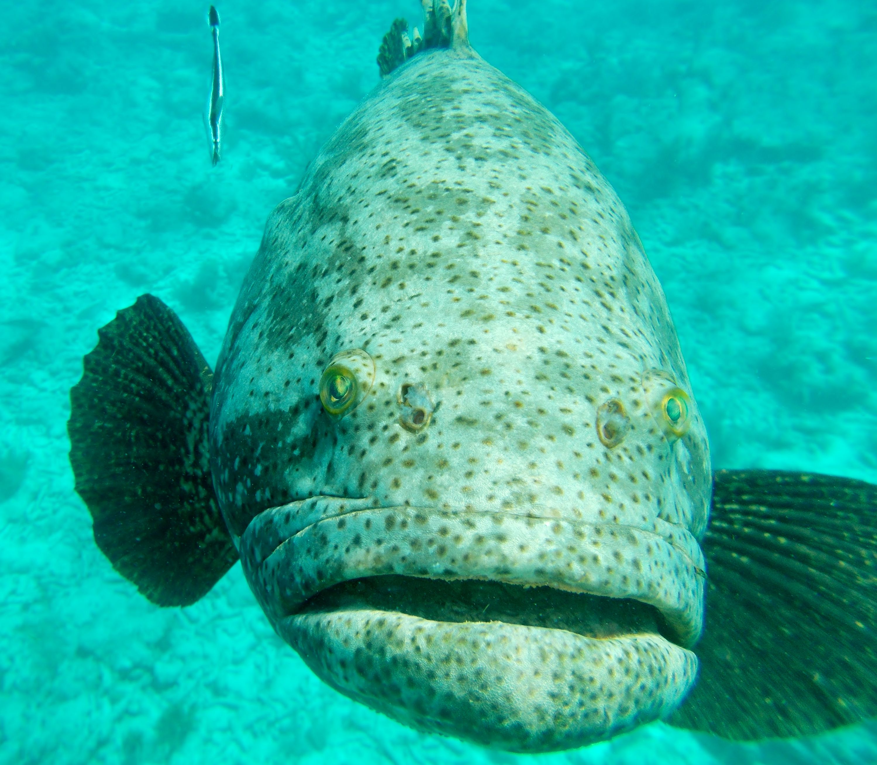 Goliath Grouper