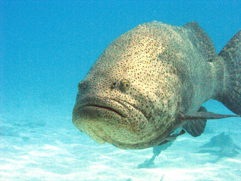 Goliath Grouper