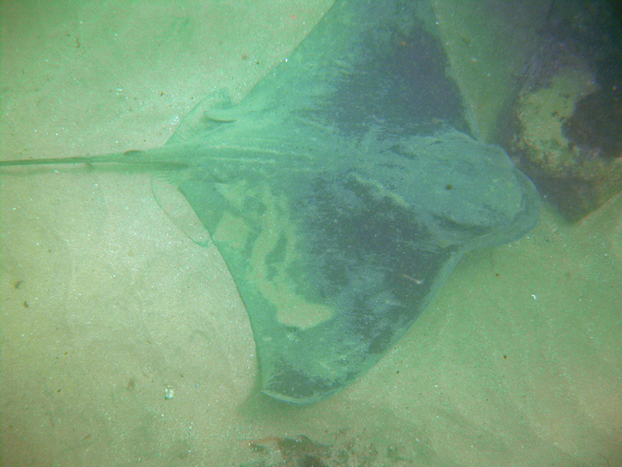 Good Size Ray